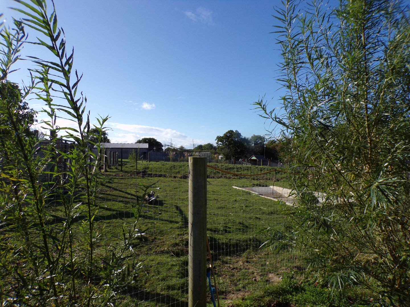 Capybara and Brazillian tapir enclosure 14.10.23