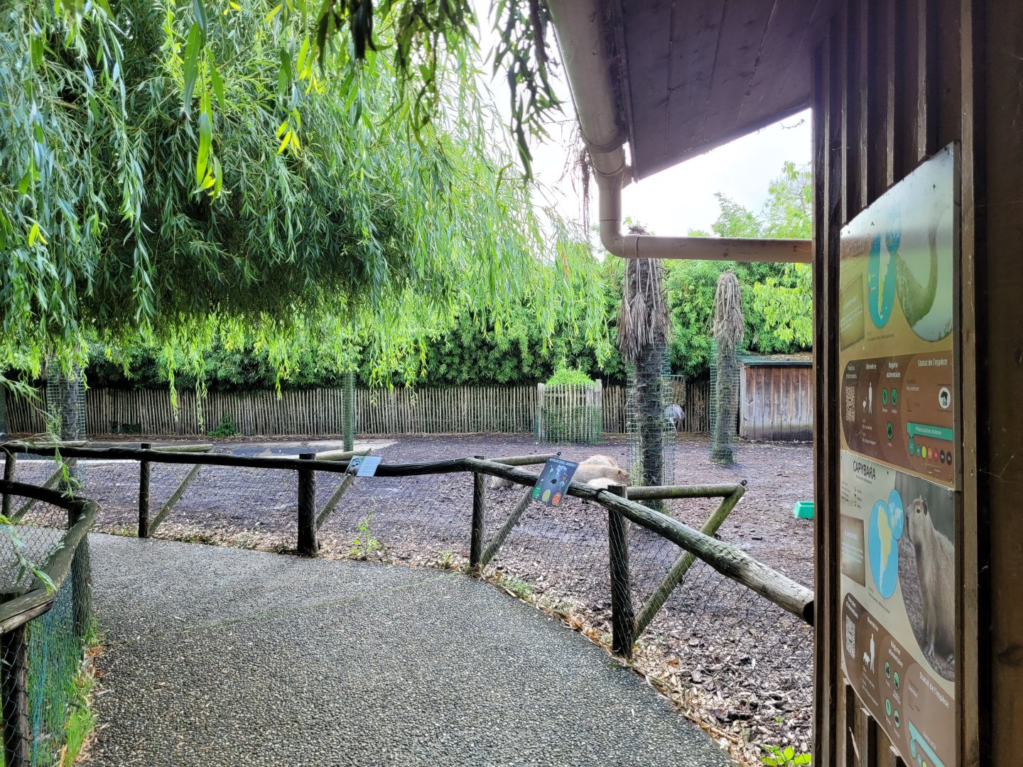 Capybara and Darwin's rhea exhibit -Zoo du bassin d'Arcachon (2024)