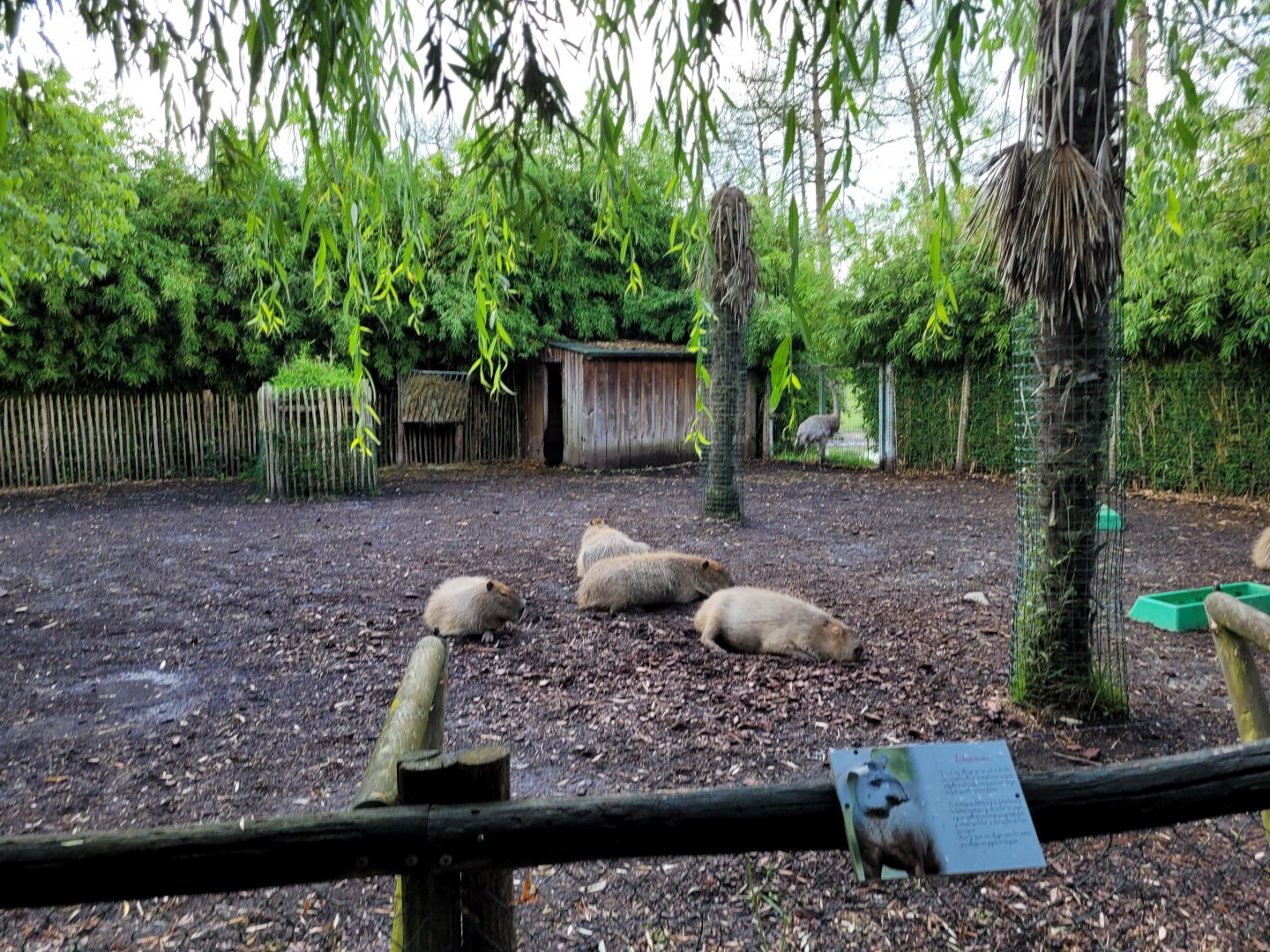 Capybara and Darwin's rhea exhibit -Zoo du bassin d'Arcachon (2024)