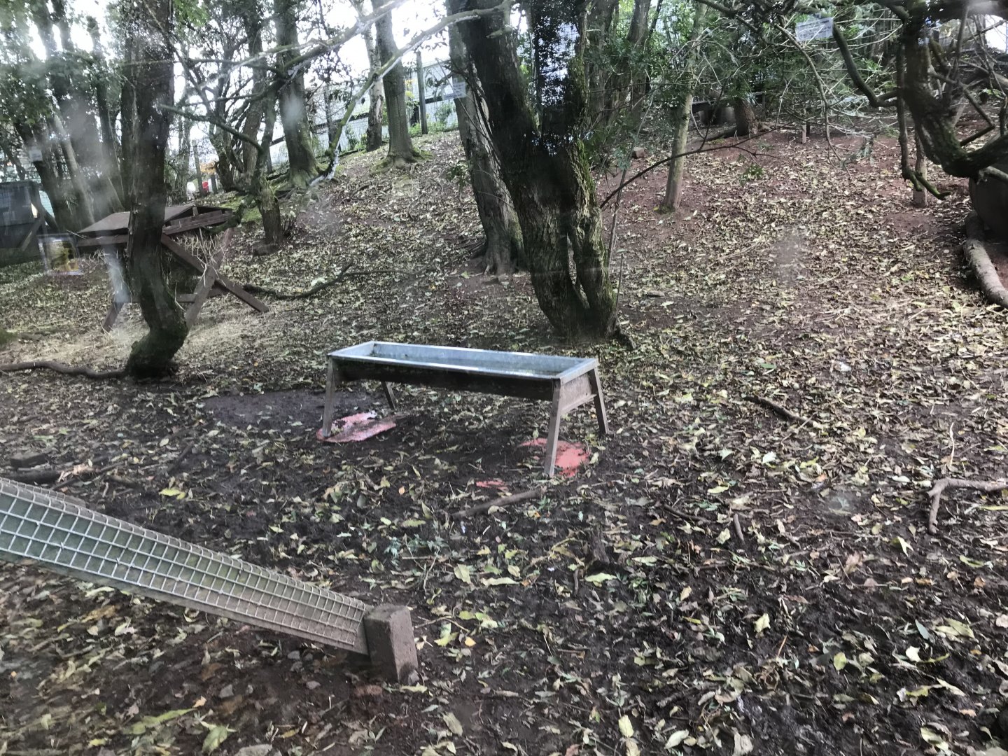 Capybara and emu enclosure