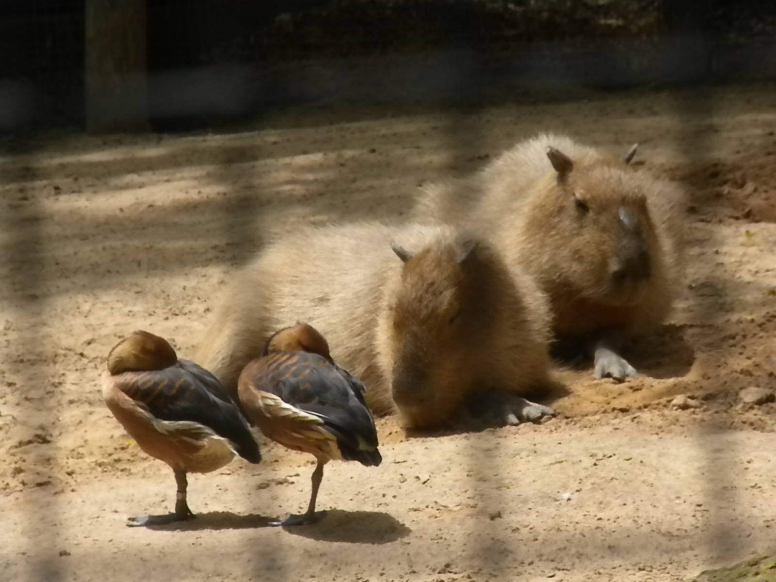 Capybara and Fulvous Whistling Duck