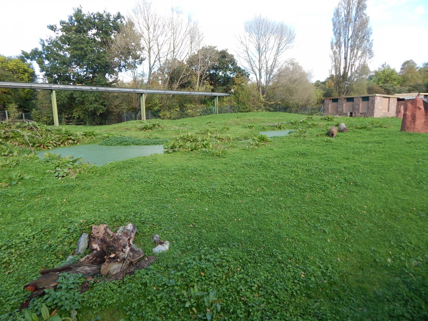 Capybara and Giant anteater enclosure 071020