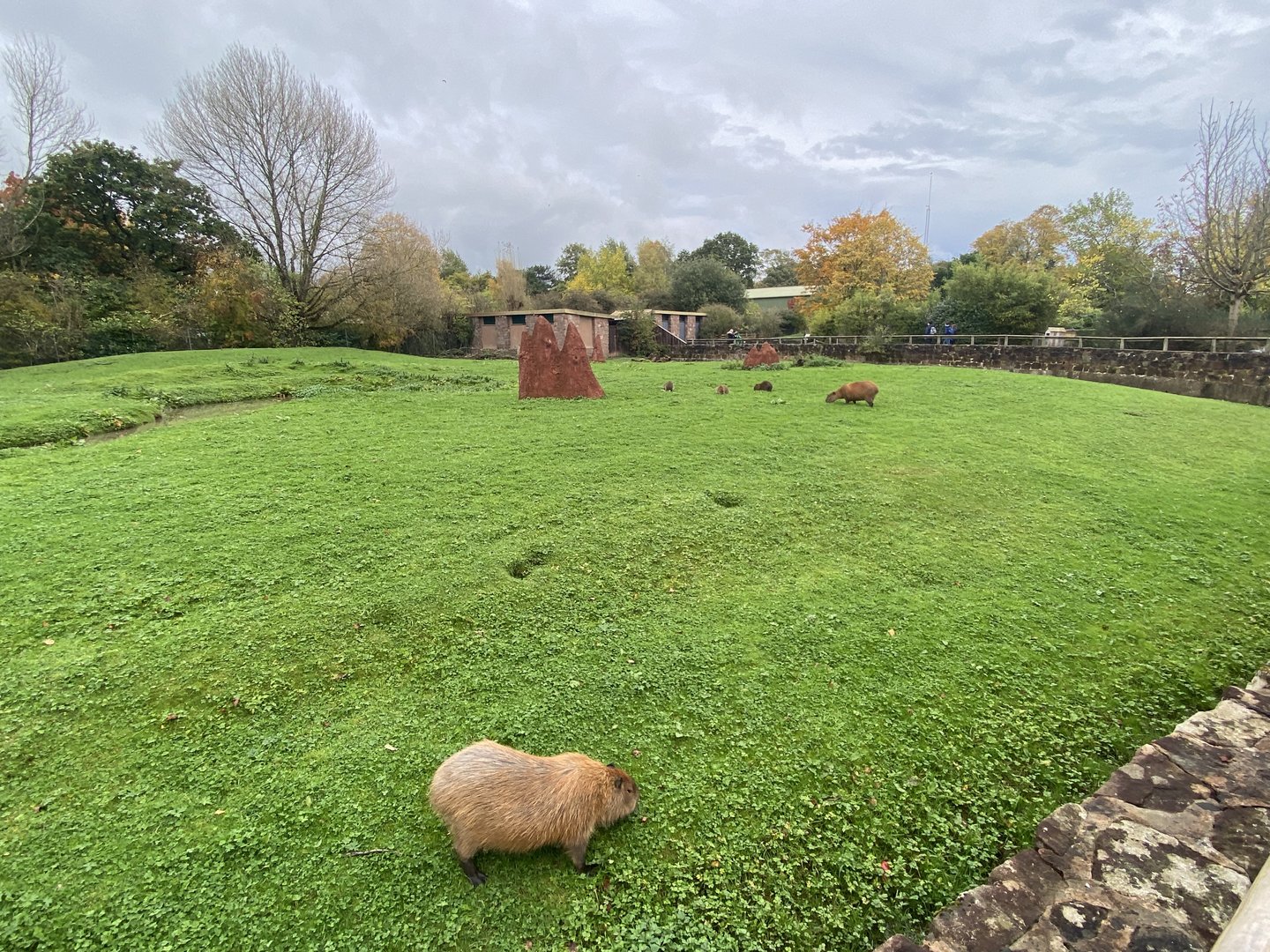 Capybara and Giant anteater enclosure 221022