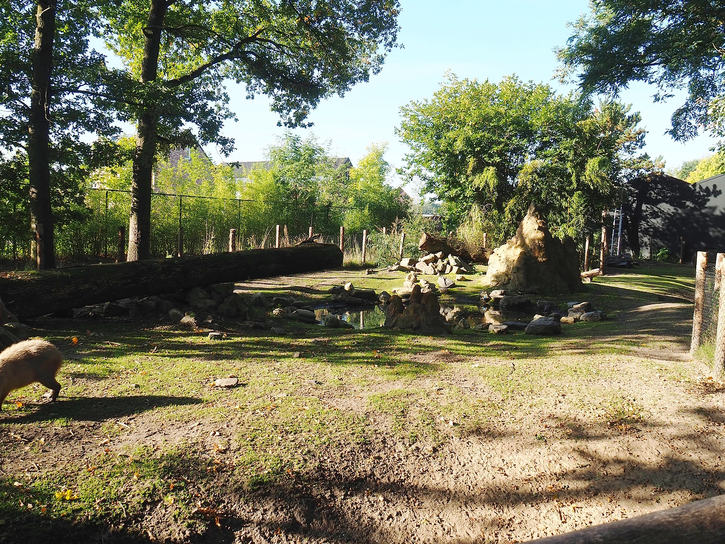 Capybara and Giant anteater exhibit, 2022-10-09
