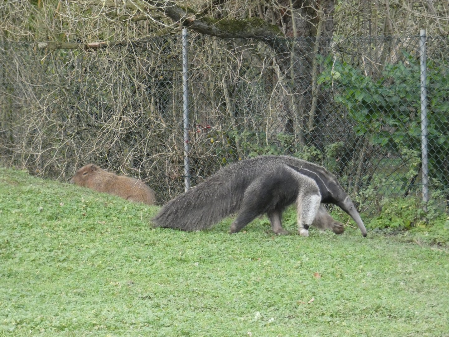 Capybara and Giant Anteater