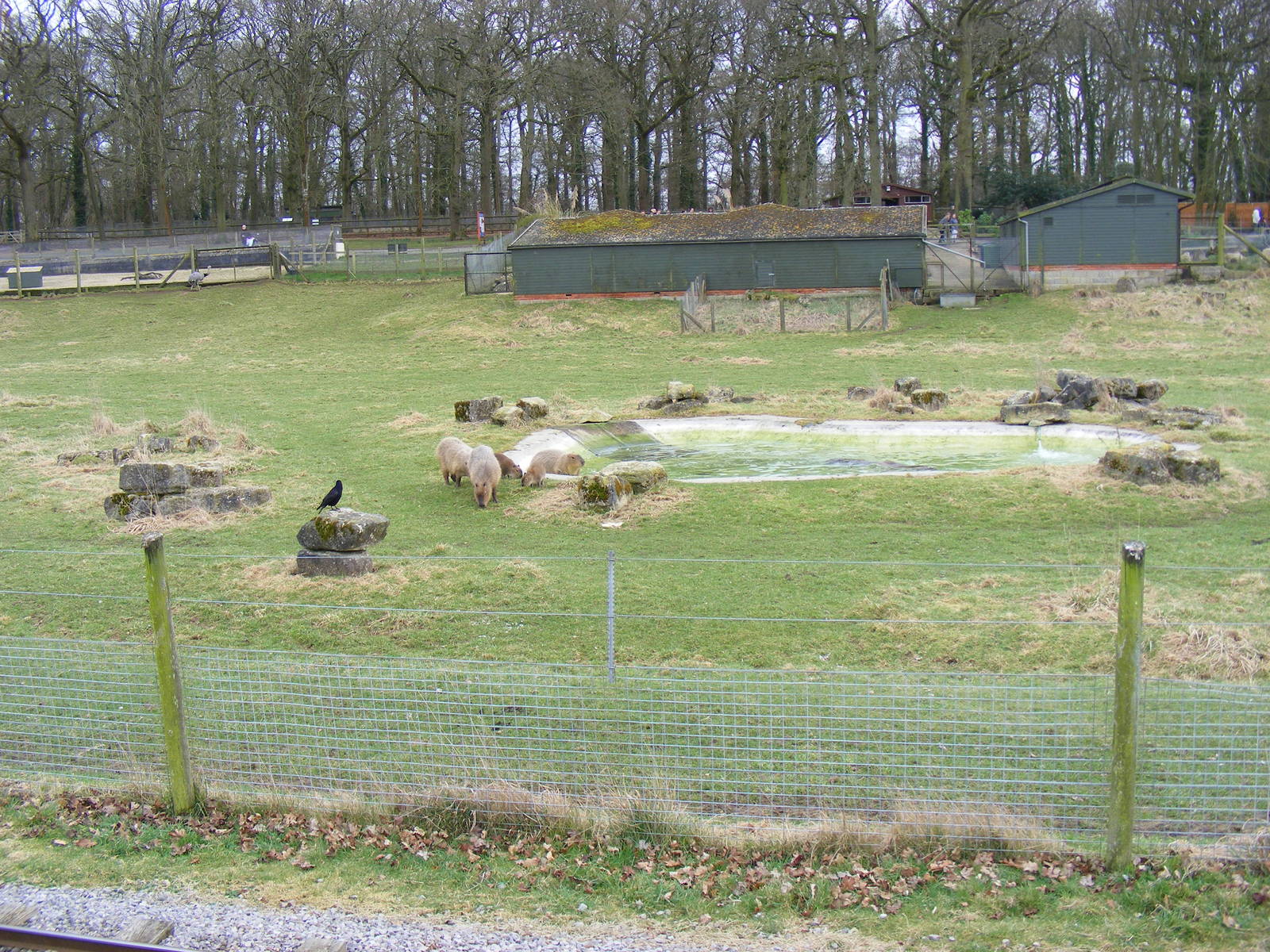 Capybara and Greater Rhea enclosure at Marwell Zoo, 7 March 2009