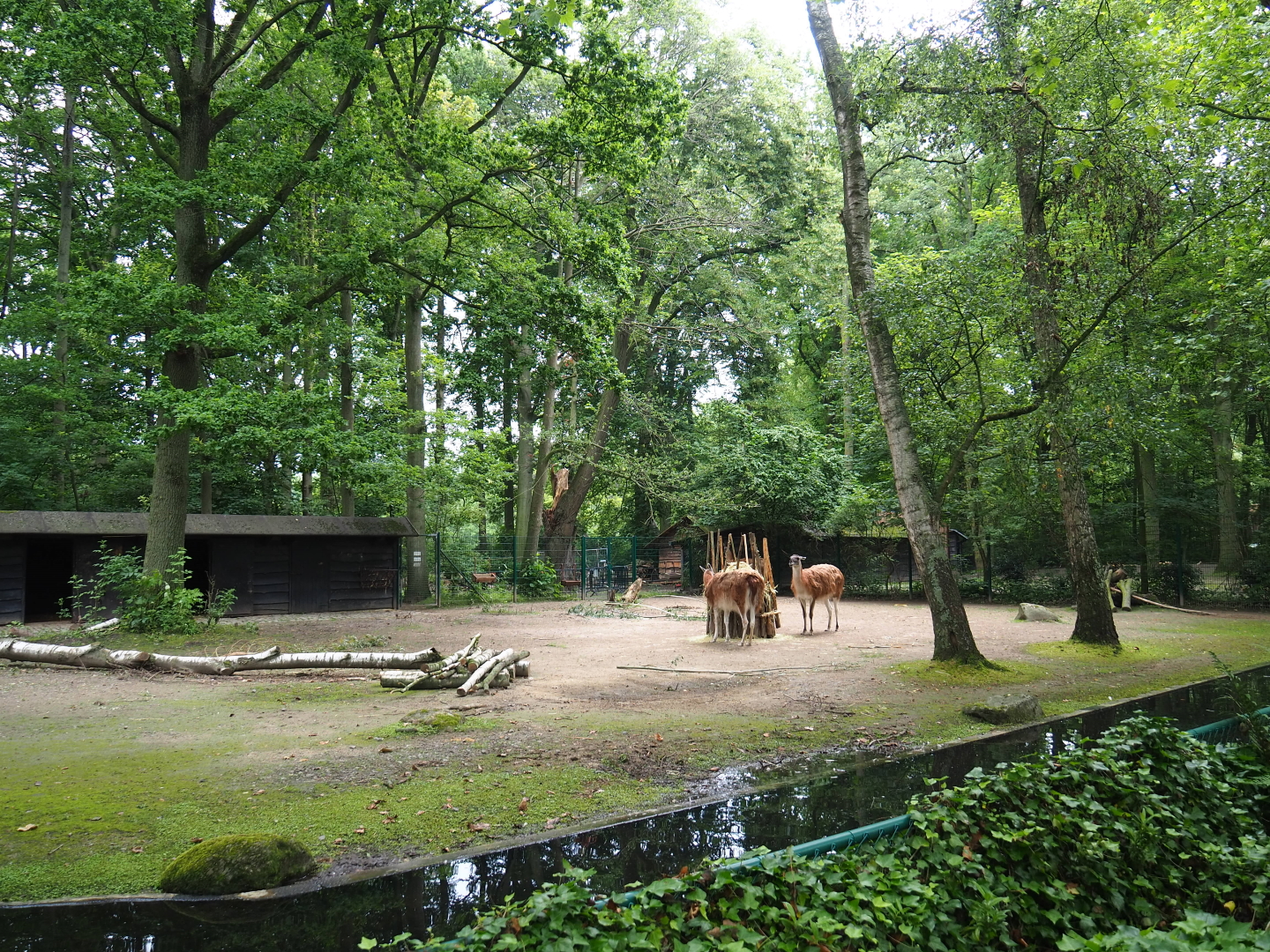 Capybara and Guanaco paddock (Former Alpaca paddock connected to capybara exhibit), 2021-07-03