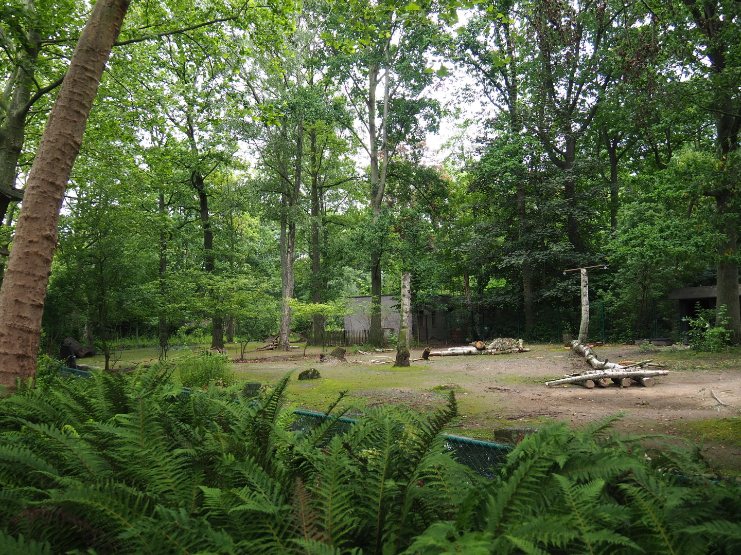 Capybara and Guanaco paddock (Former Alpaca paddock connected to capybara exhibit), 2021-07-03