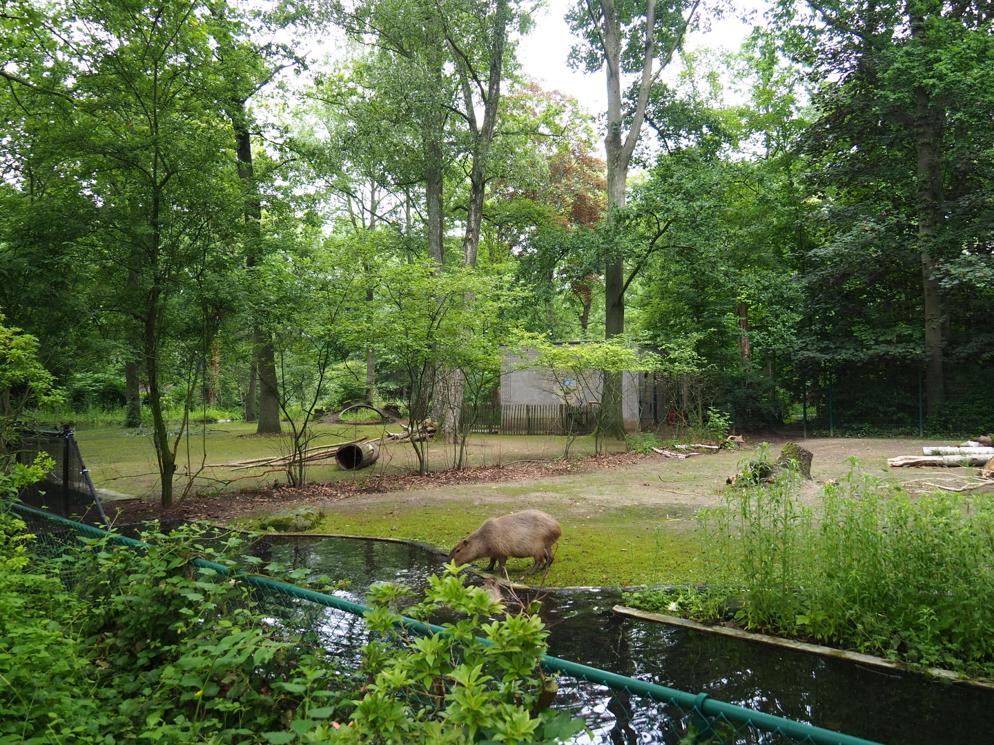 Capybara and Guanaco paddock (Former Alpaca paddock connected to capybara exhibit), 2021-07-03