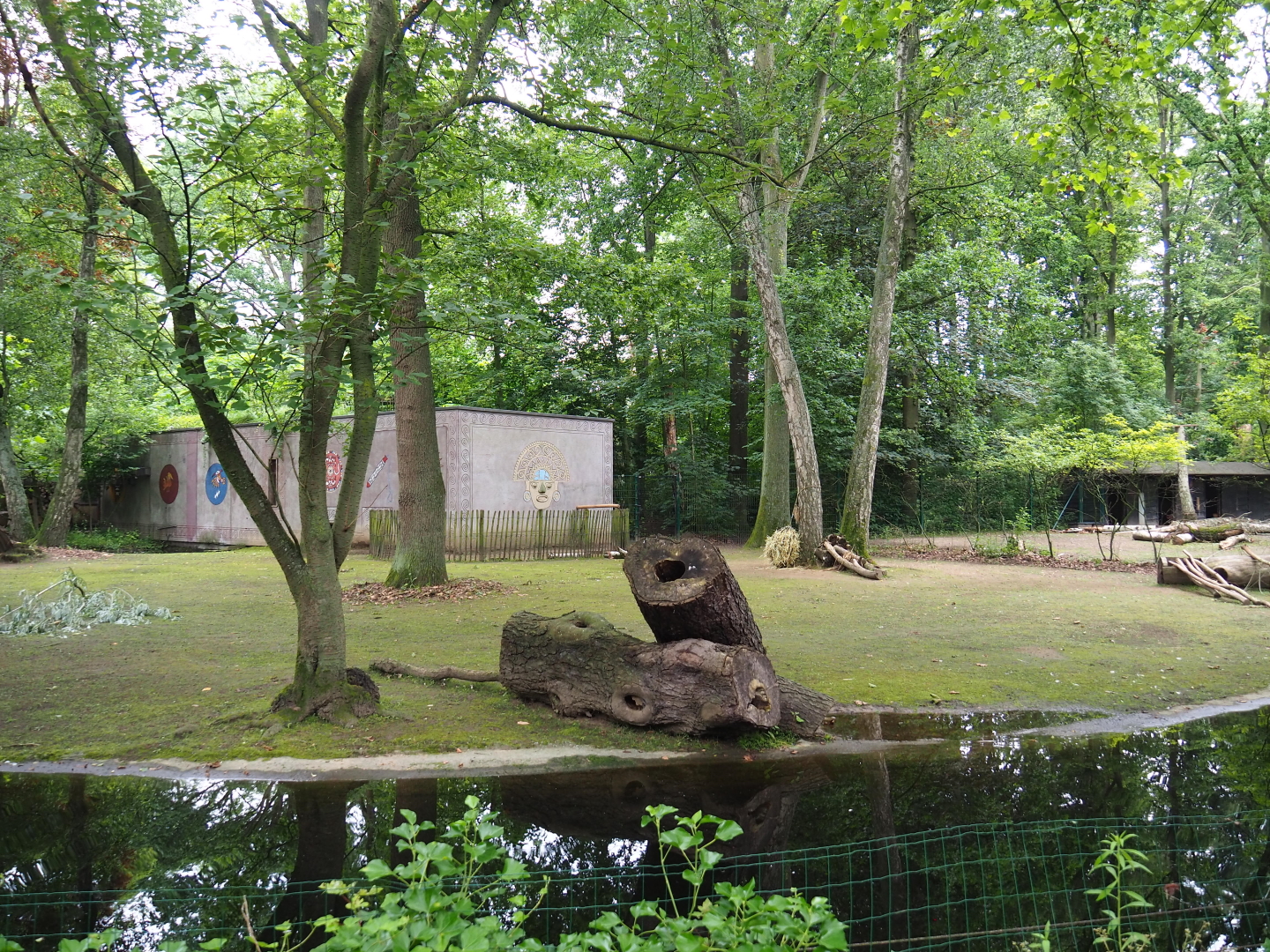 Capybara and Guanaco paddock (Former Alpaca paddock connected to capybara exhibit), 2021-07-03