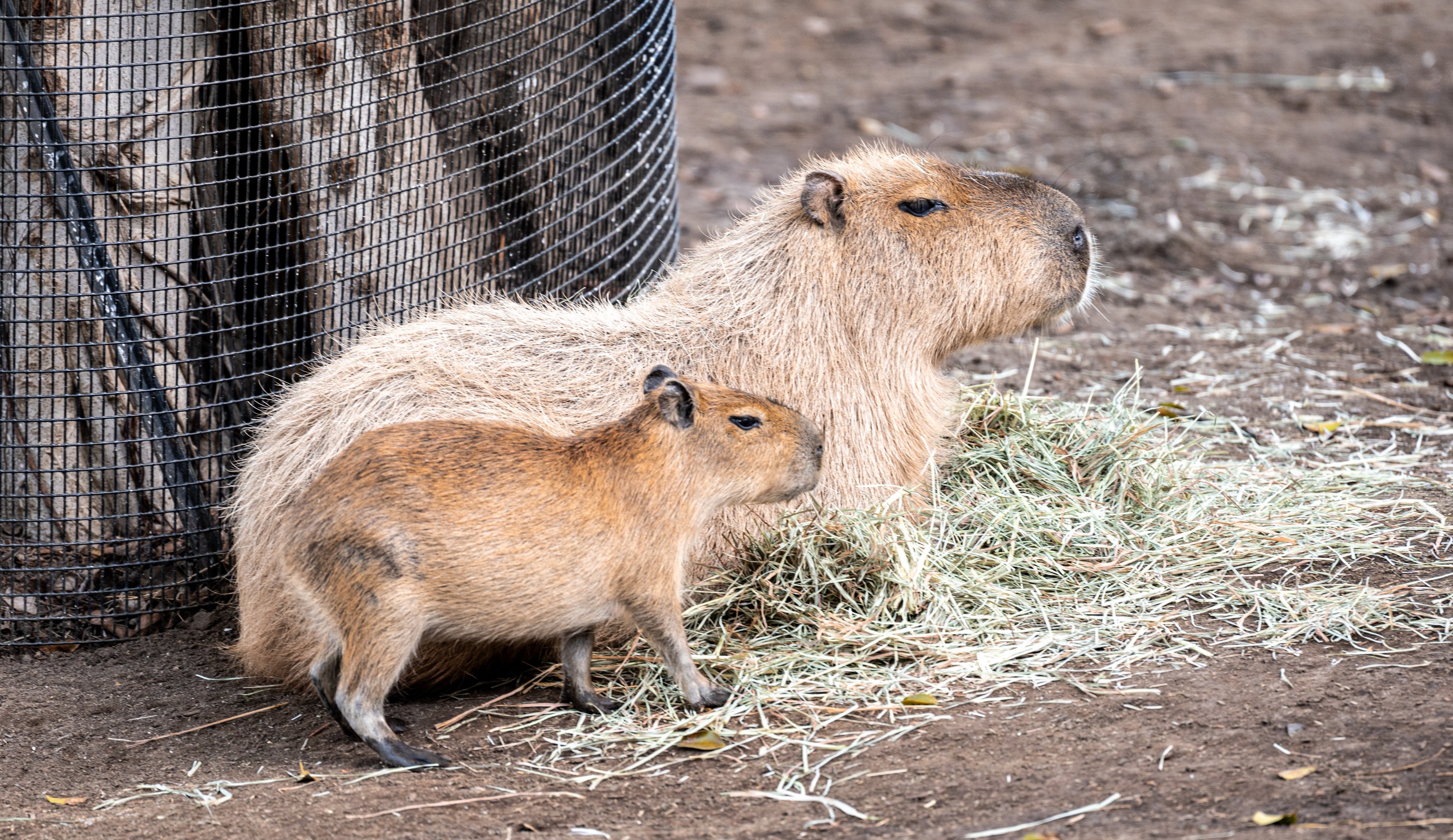 Capybara and her pup