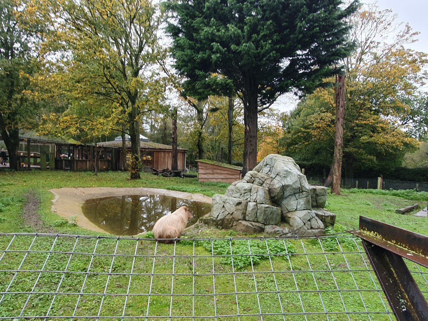 Capybara and Lowland Tapir enclosure