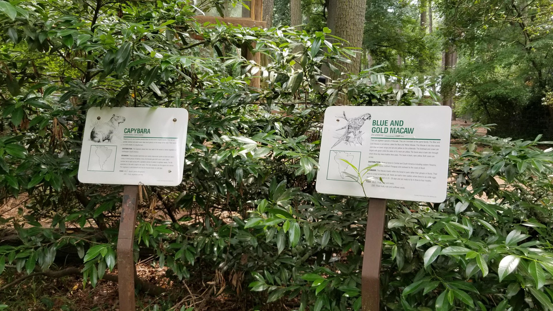 Capybara and macaw signs