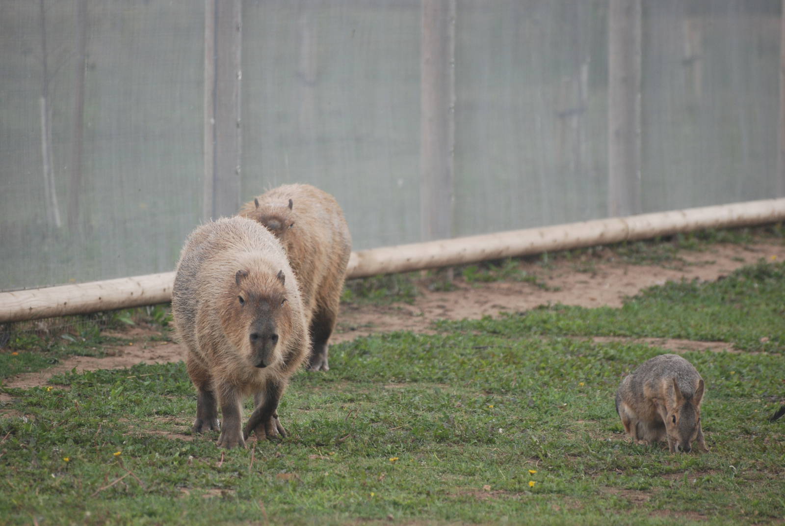 Capybara and Mara at Yorkshire WP, 07/08/11