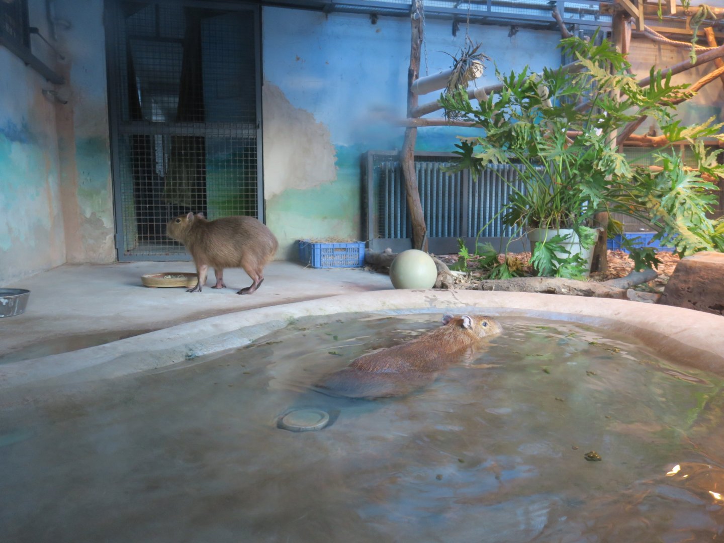 capybara and marmoset enclosure