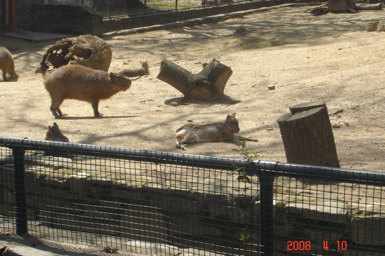 Capybara and Patagonian Cavy