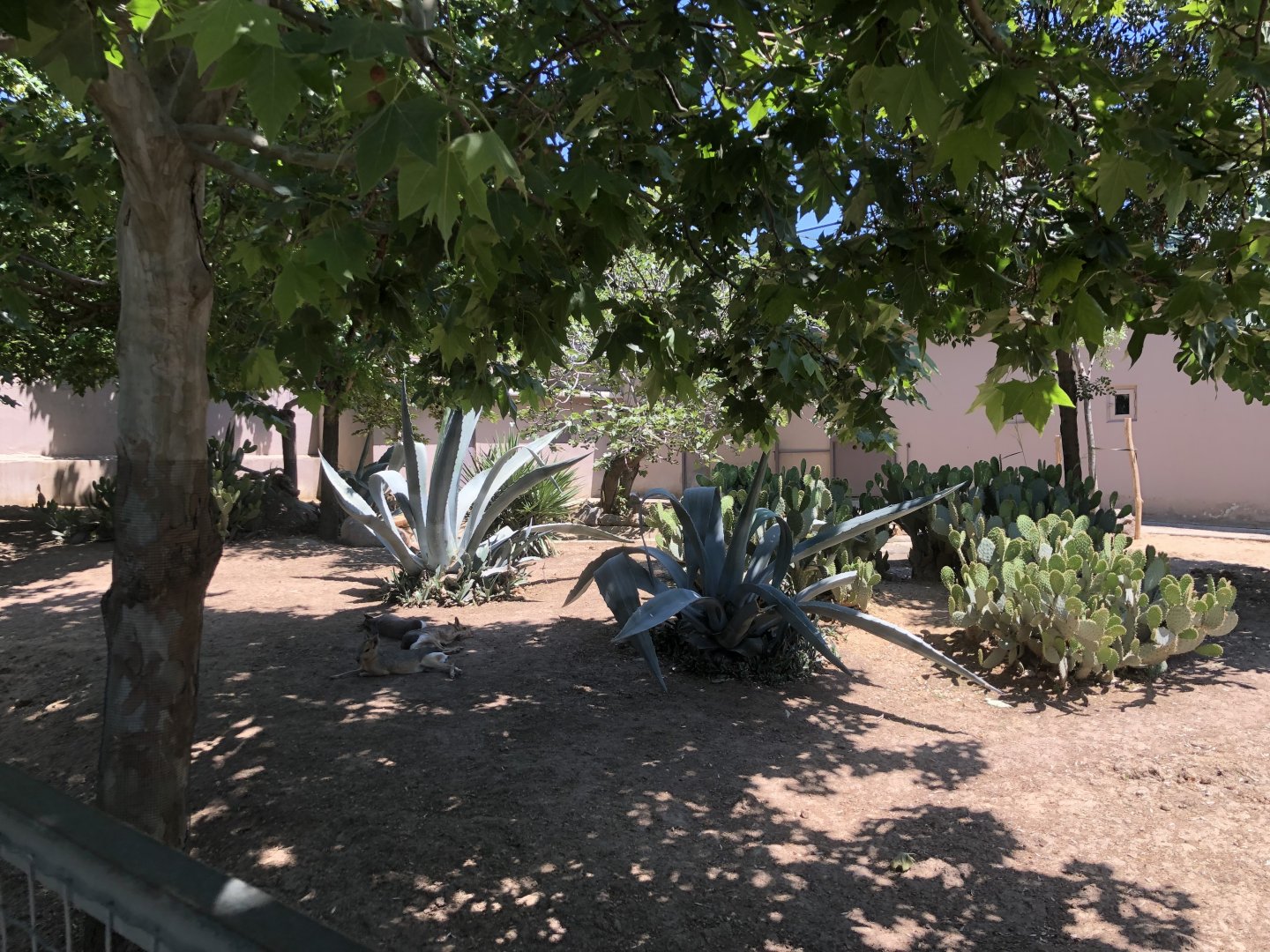Capybara and Patagonian mara exhibit