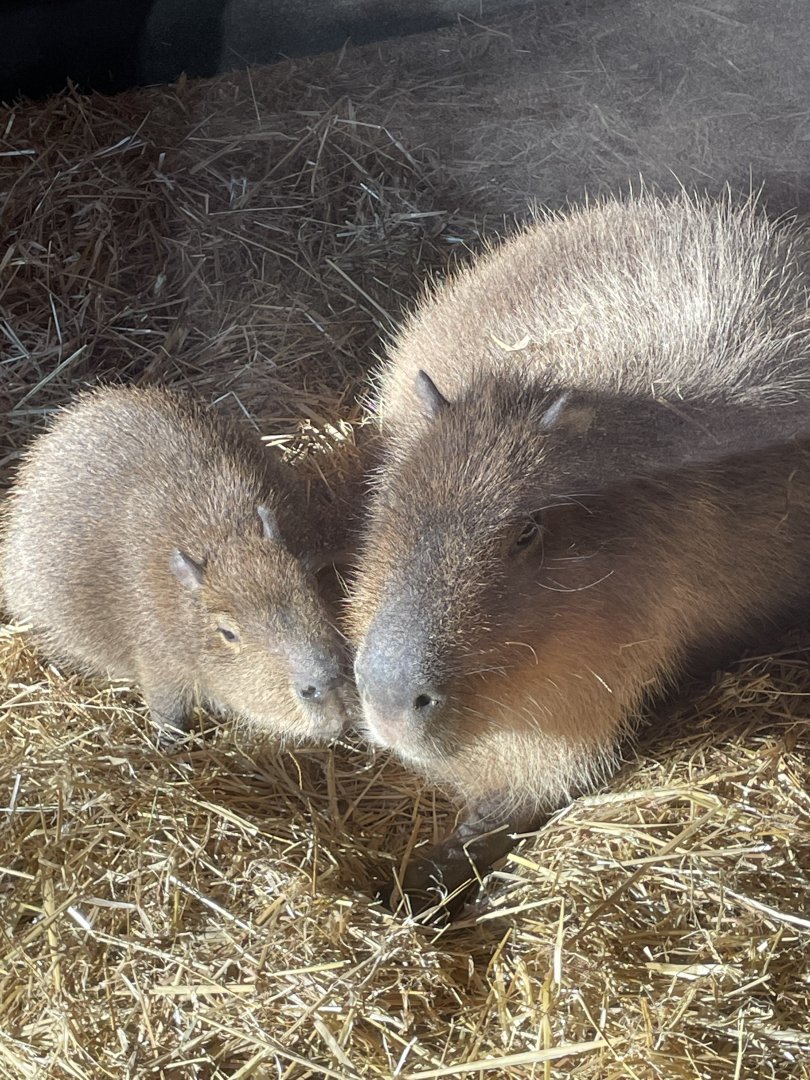 Capybara and Pup