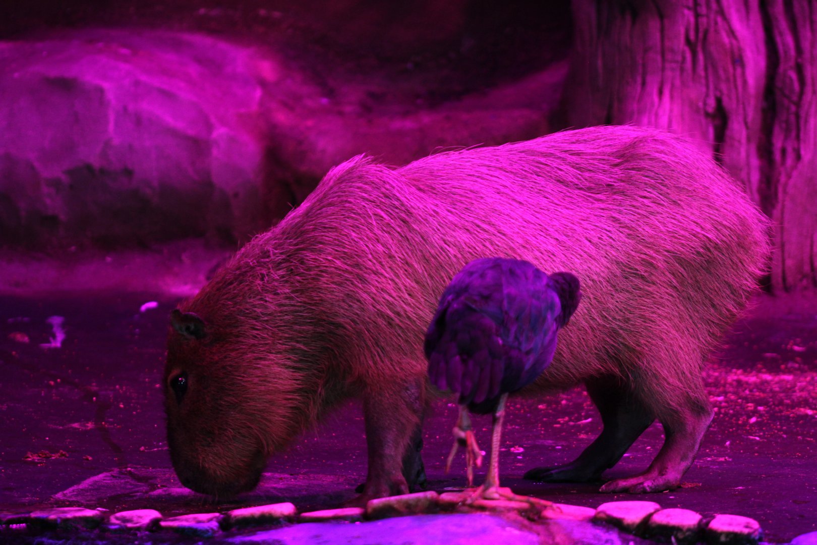 Capybara and purple swamphen. Yes, this is the correct colour balance.