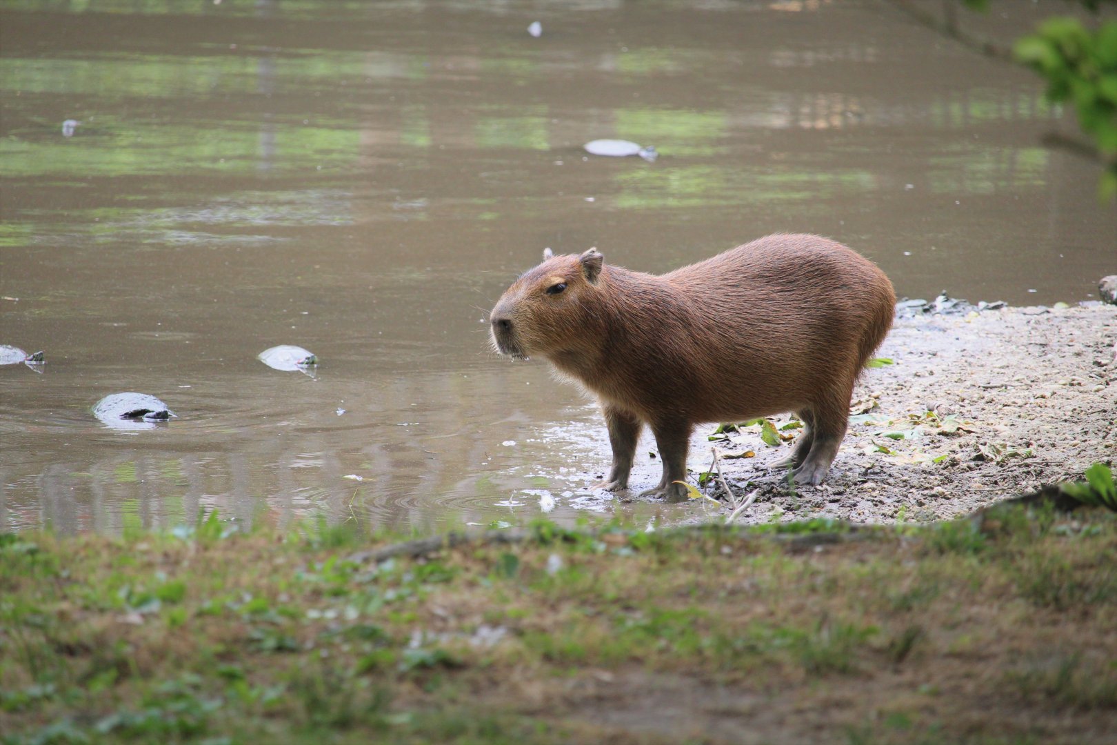 Capybara and Red-eared Sliders