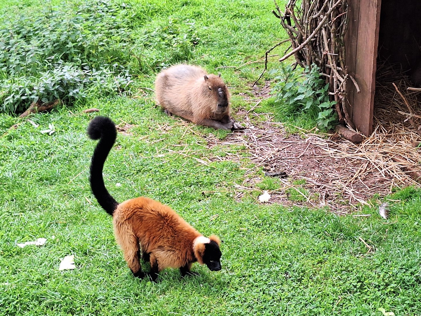 Capybara and Red Ruffed Lemur