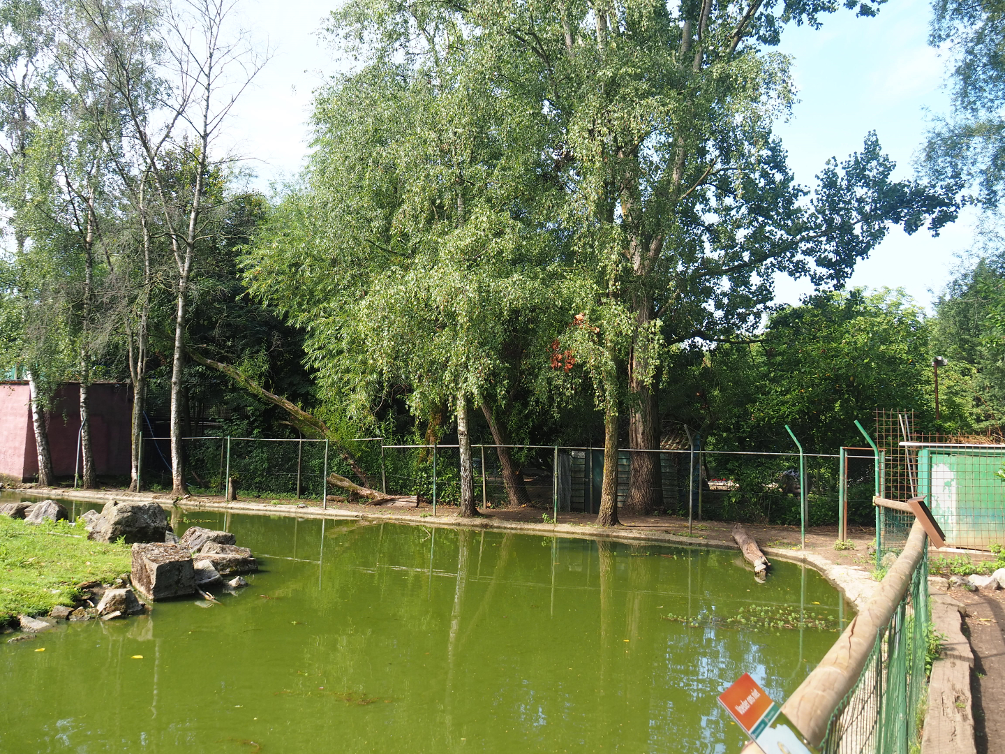 Capybara and Reeves' muntjac separate land area near capuchin island, 2019-08-11