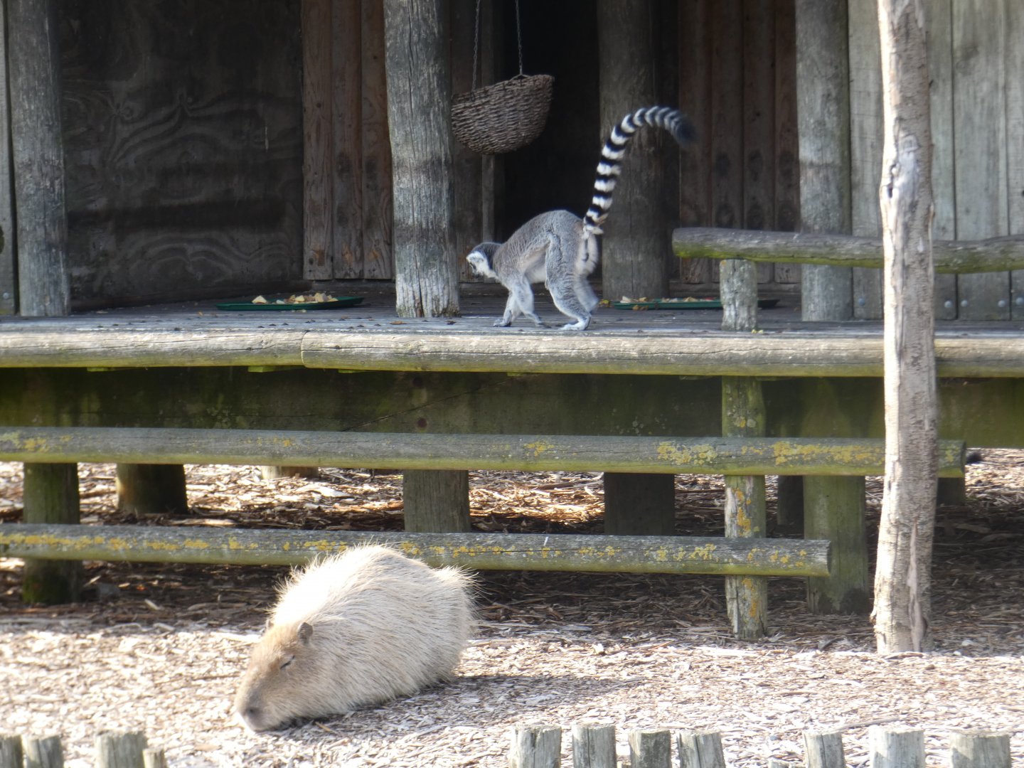 Capybara and Ring-tailed Lemur