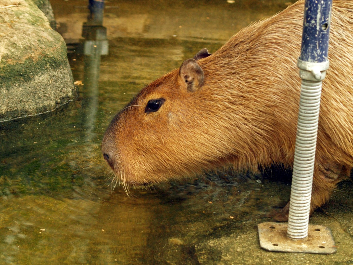 Capybara and scaffolding