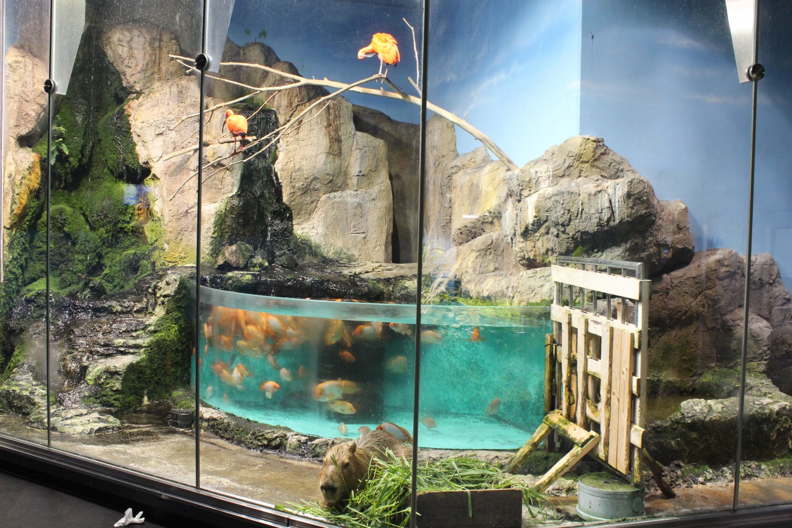 Capybara and scarlet ibis