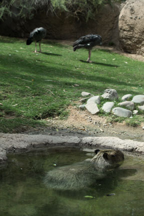 capybara and screamers