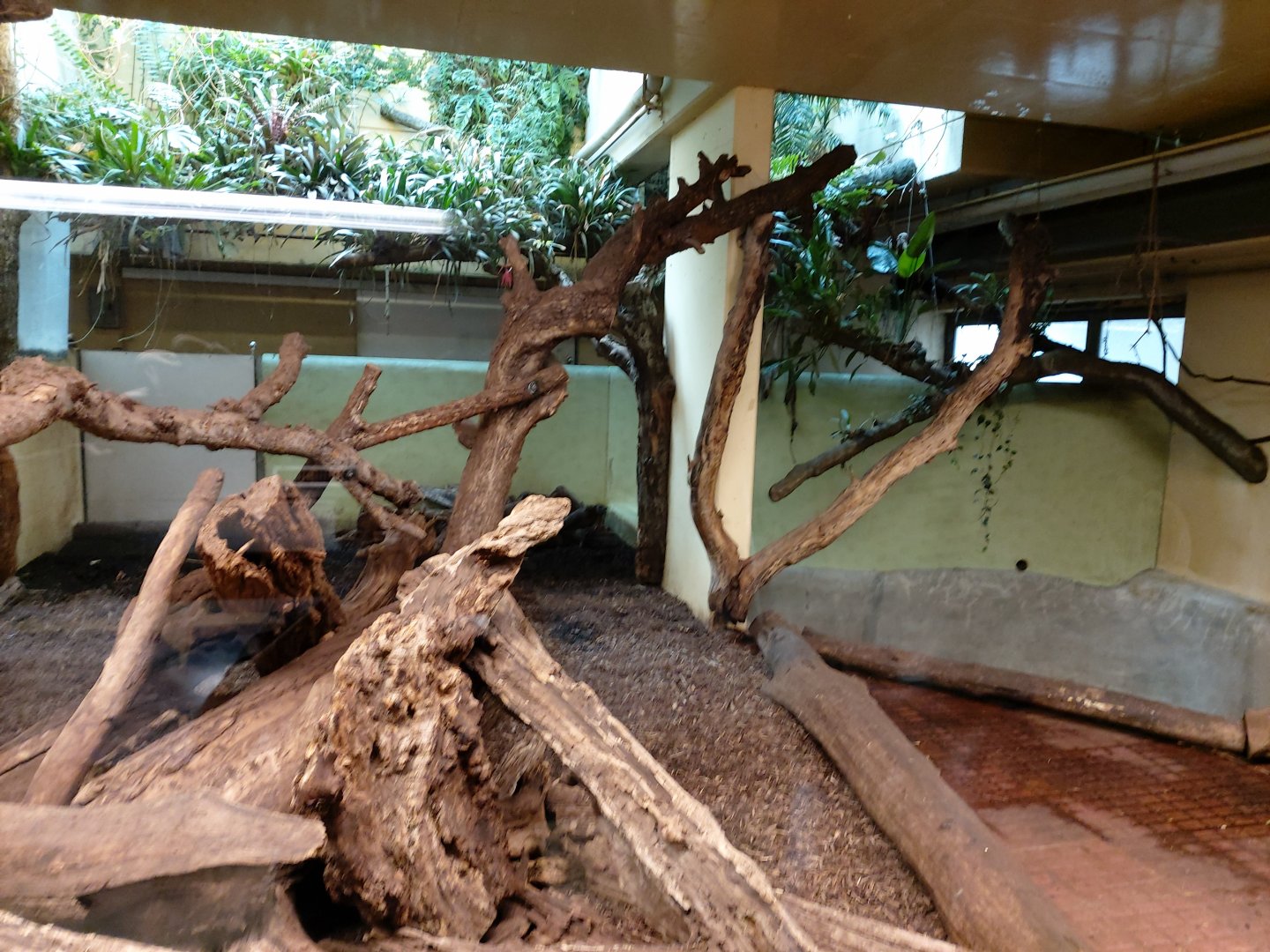 Capybara and South American tapir indoor enclosure - Exotarium