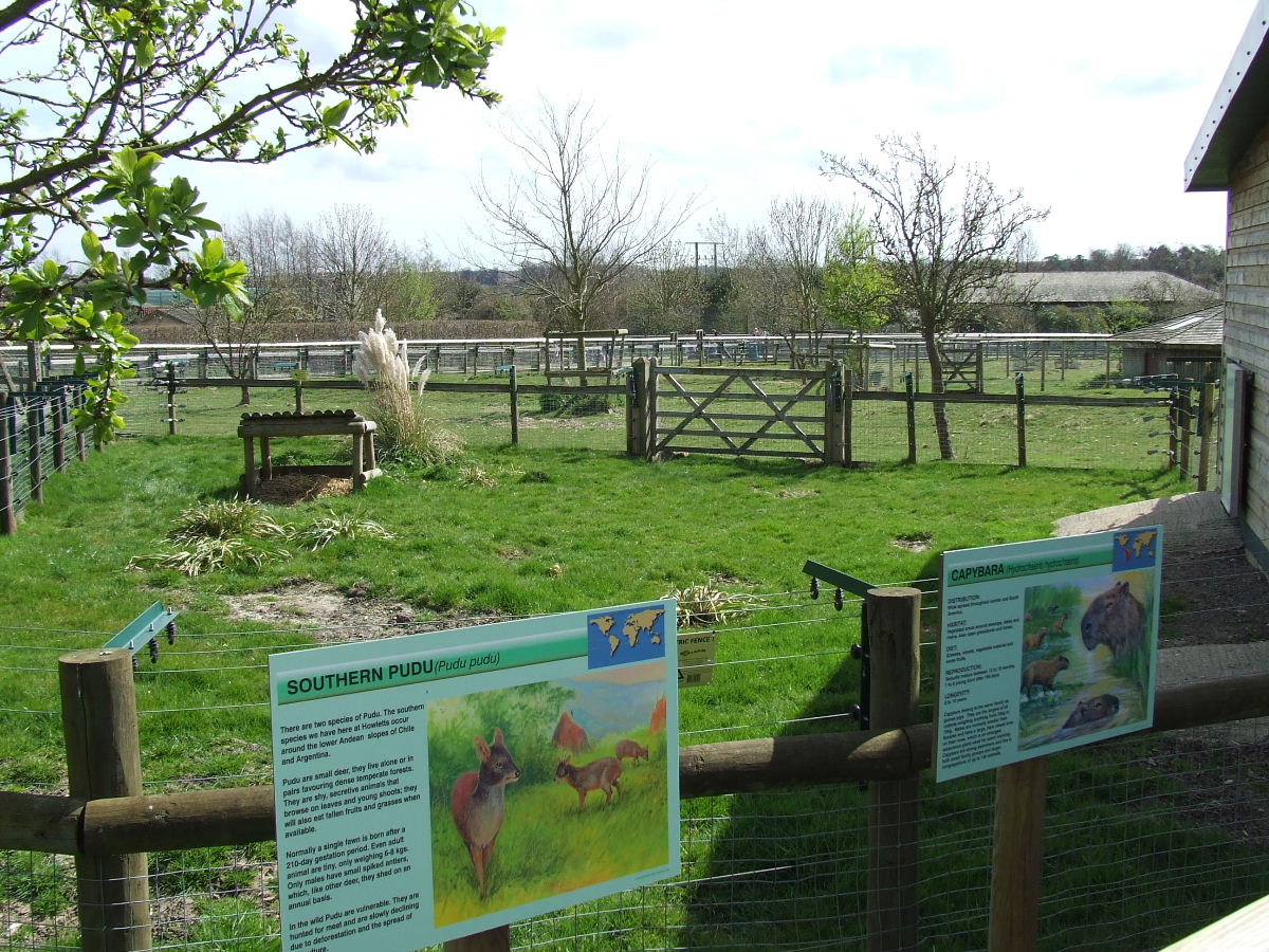 Capybara and Southern Pudu mixed exhibit