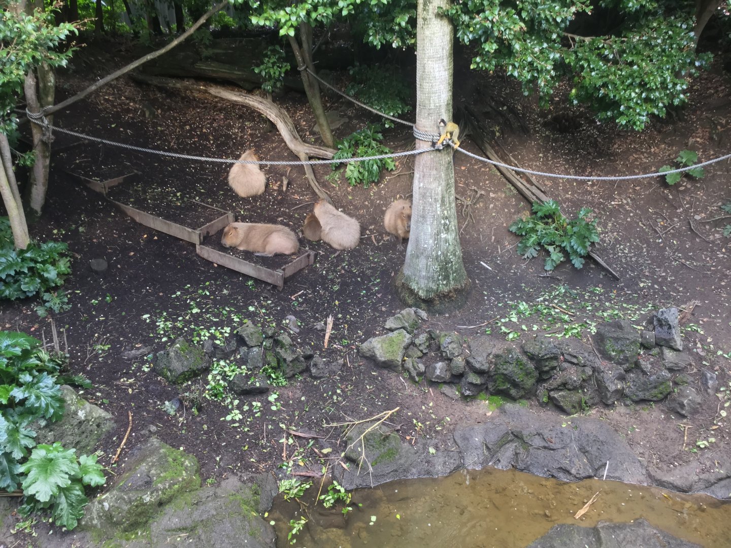 Capybara and Squirrel Monkey Exhibit