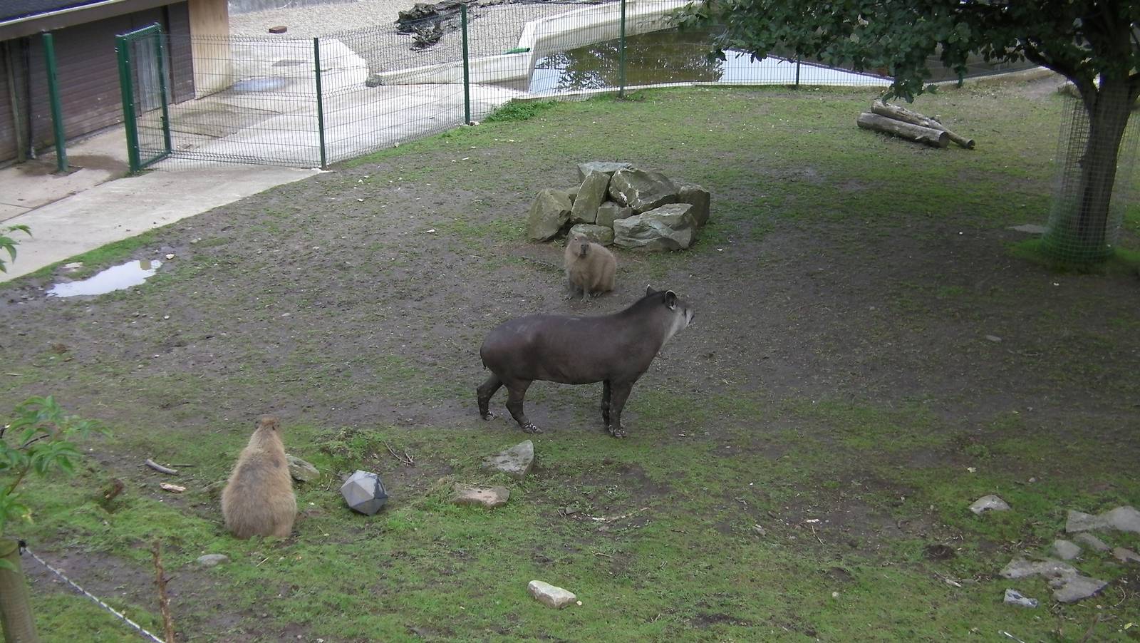 Capybara and Tapir - 26.08.2011