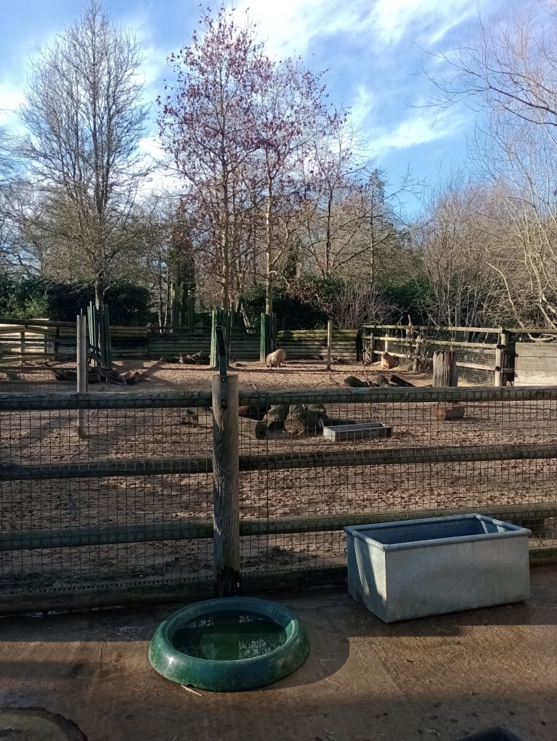 Capybara and tapir enclosure