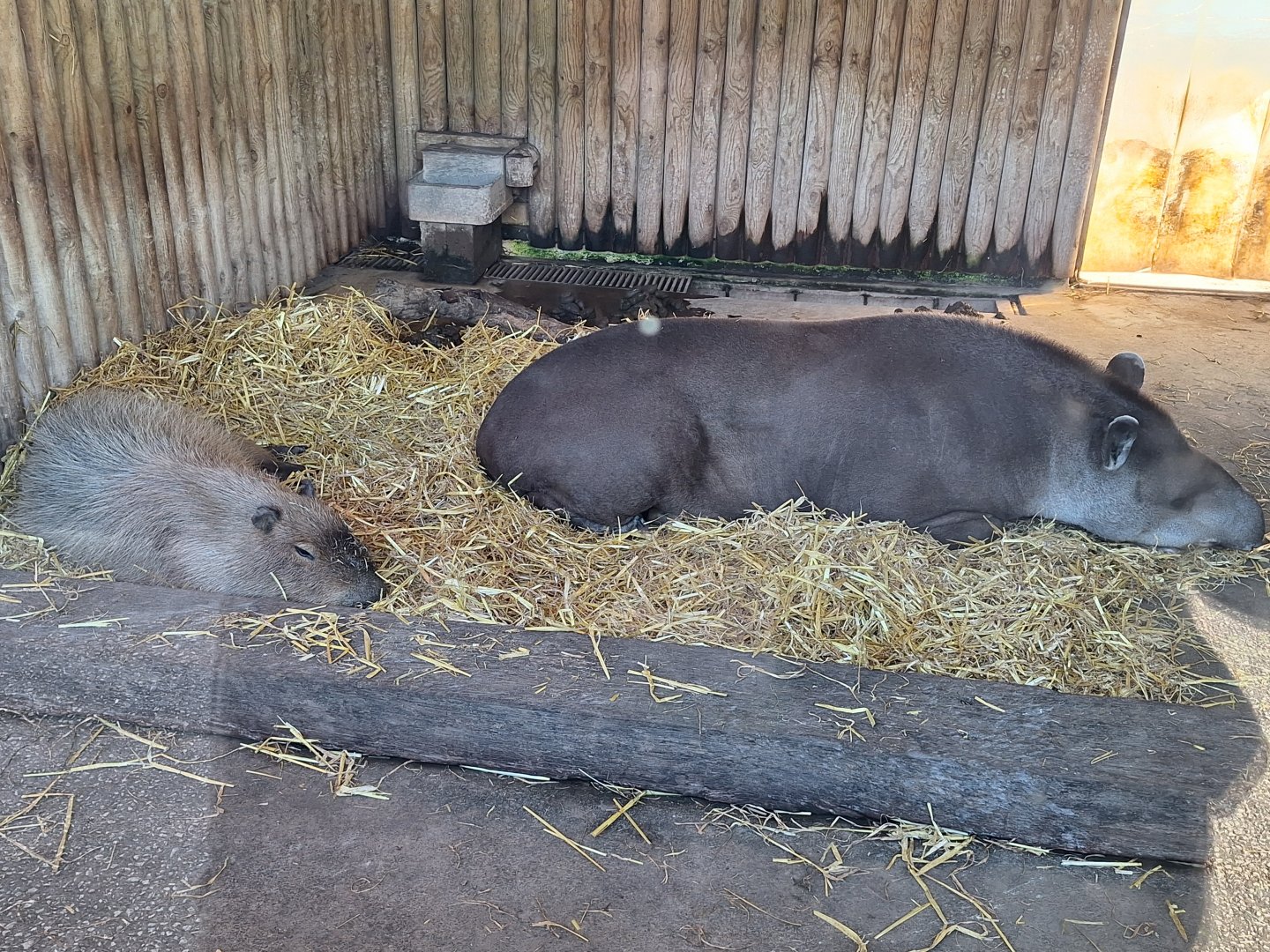 Capybara and Tapir