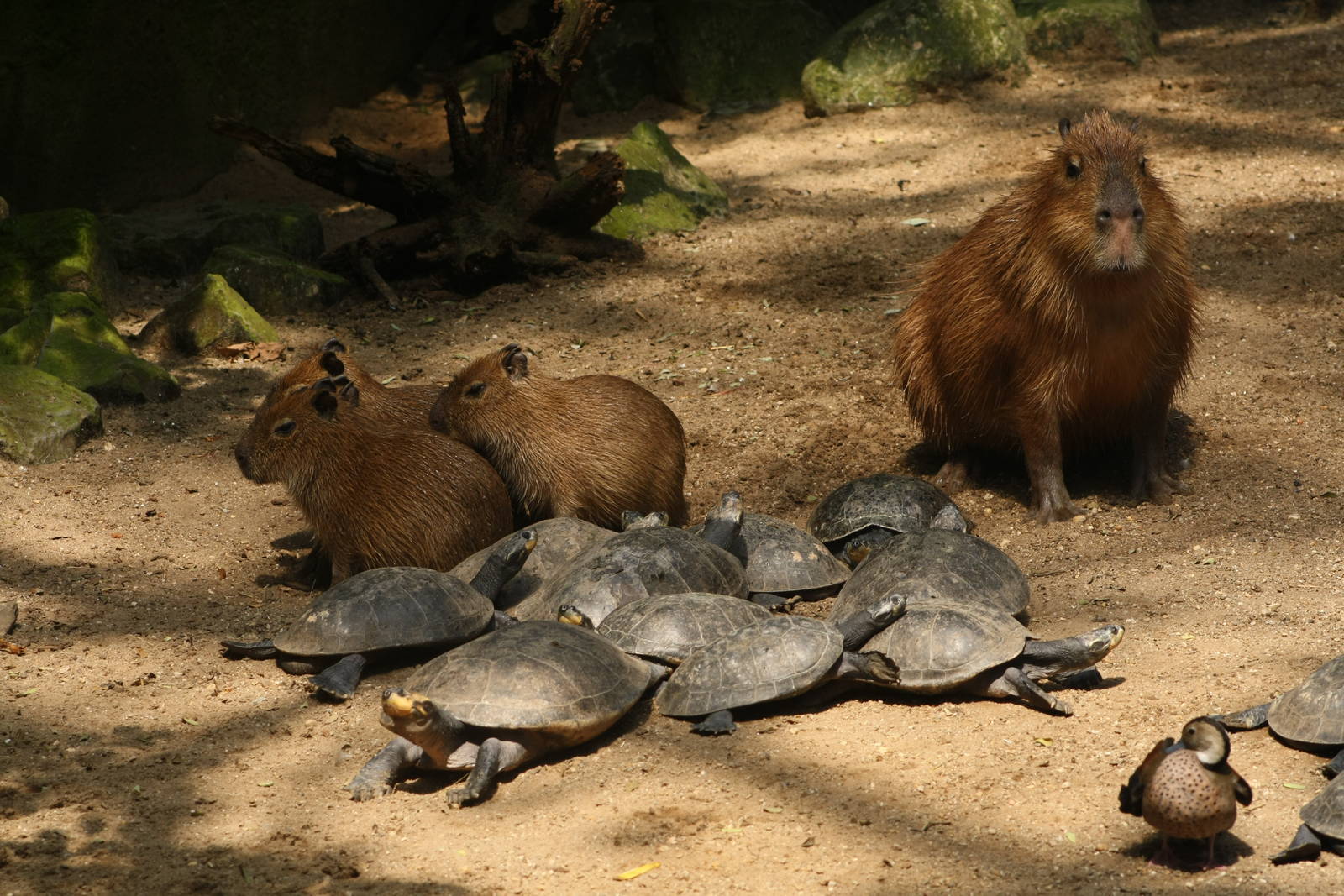 Capybara (and turtle) family.
