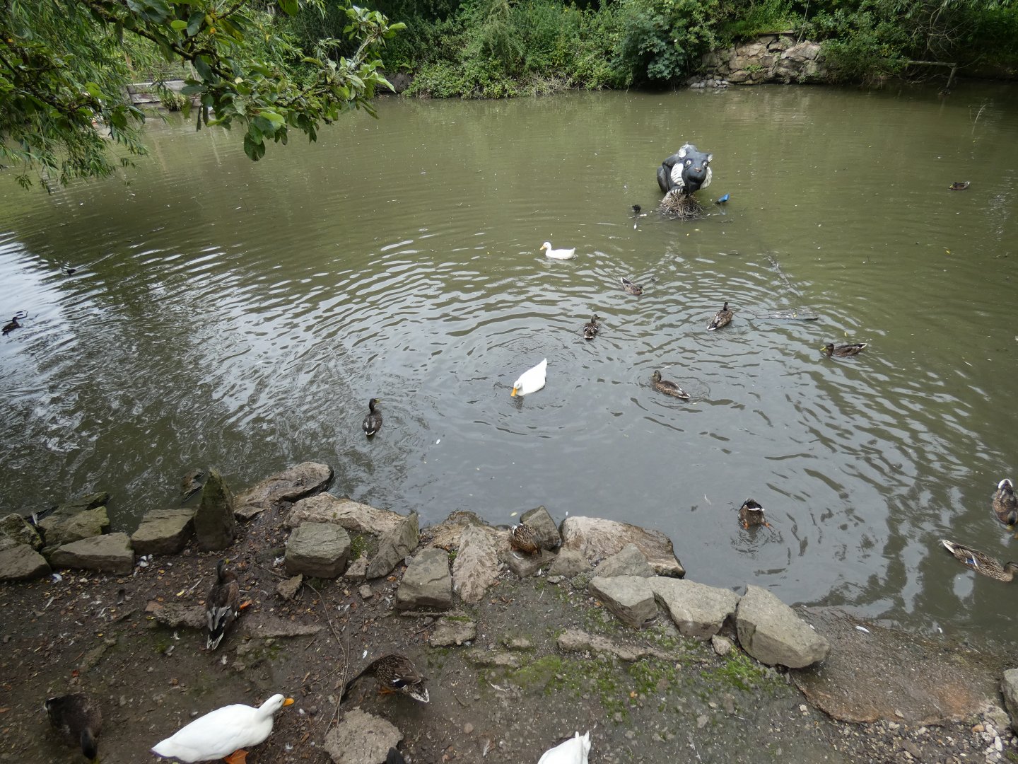 Capybara and waterfowl enclosure (Greenacres Animal Park)