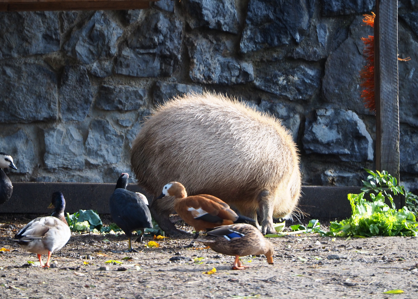 Capybara and waterfowl feeding on vegetables, 2019-10-04