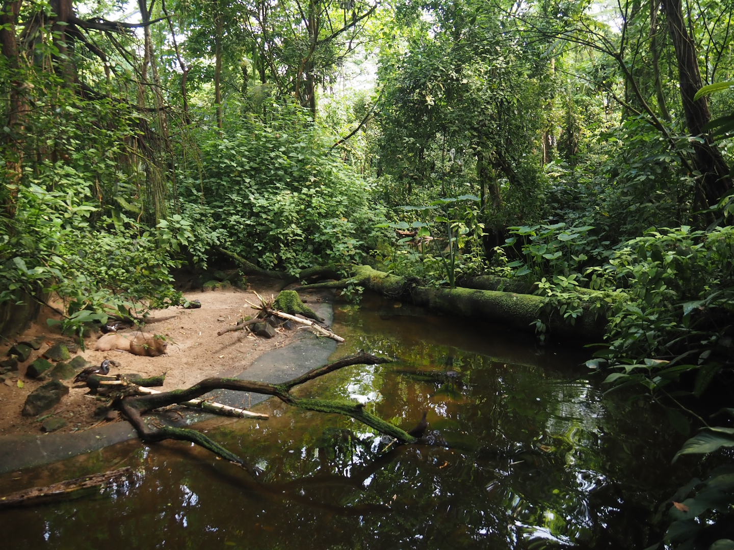 Capybara and Yellow-spotted Amazon river turtle beach in Burgers' Bush, 2025-05-17
