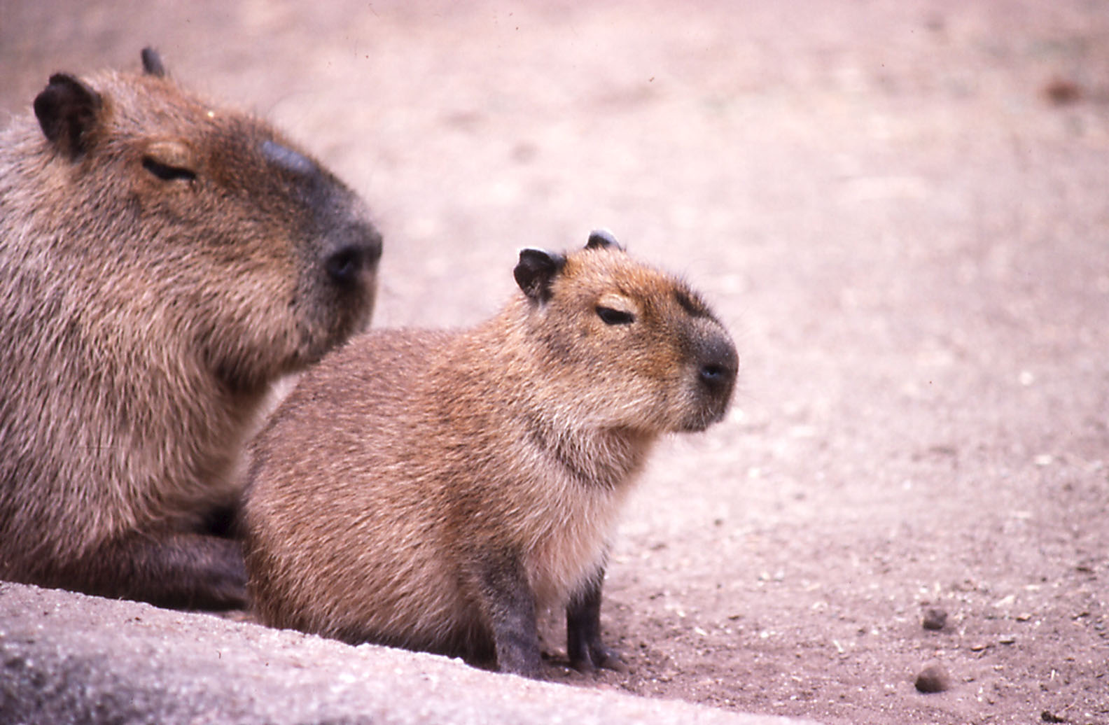 Capybara and young - 1988