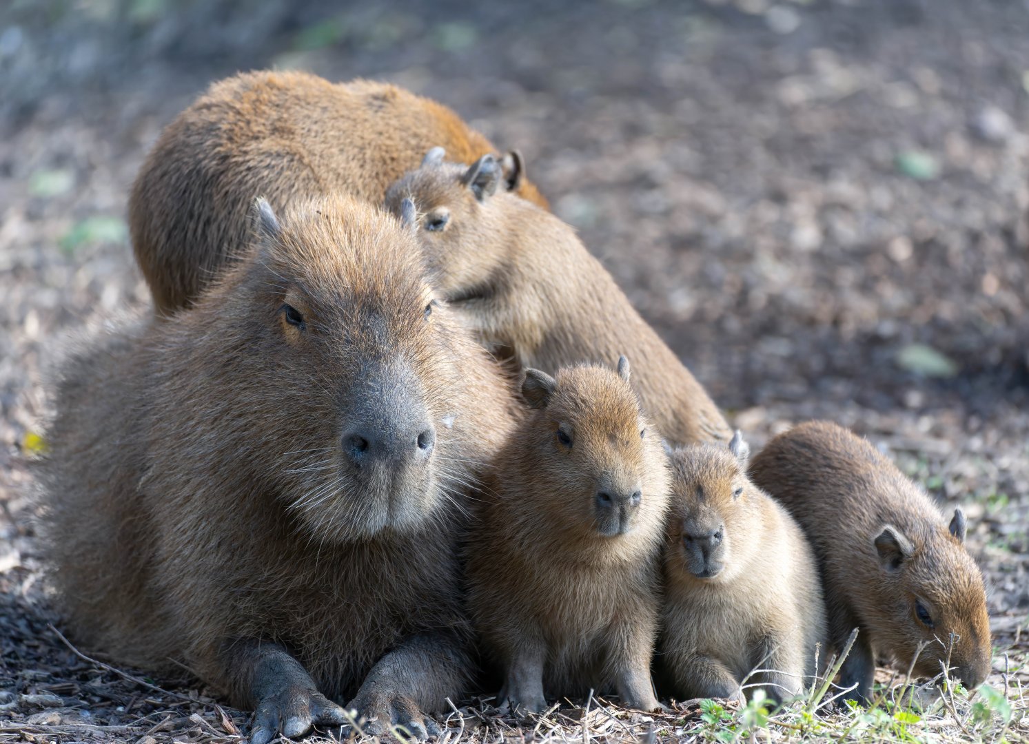 Capybara and youngsters, Jimmy's farm & wildlife park, UK
