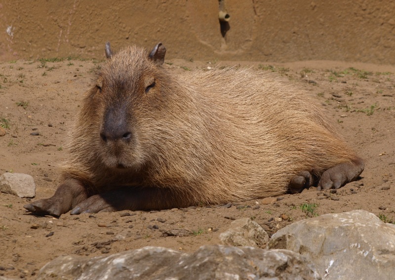 Capybara (April 19th, 2015