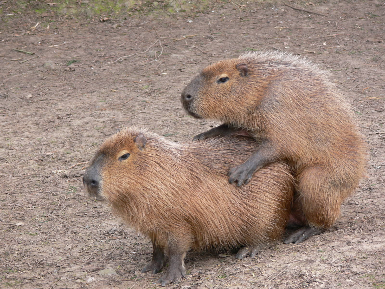 Capybara at Blackpool Zoo, 08/04/13