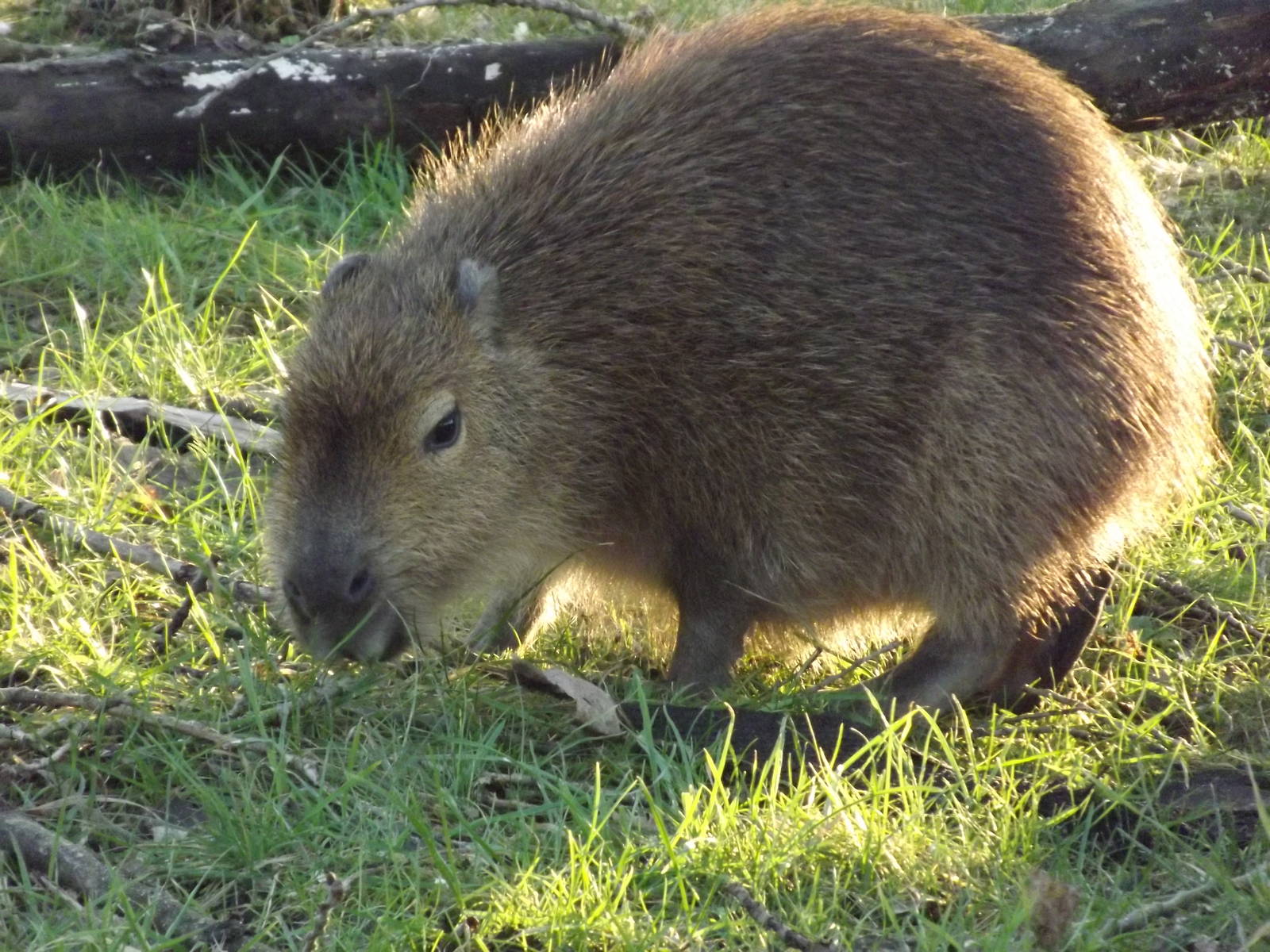 Capybara at Blackpool Zoo 15/01/12