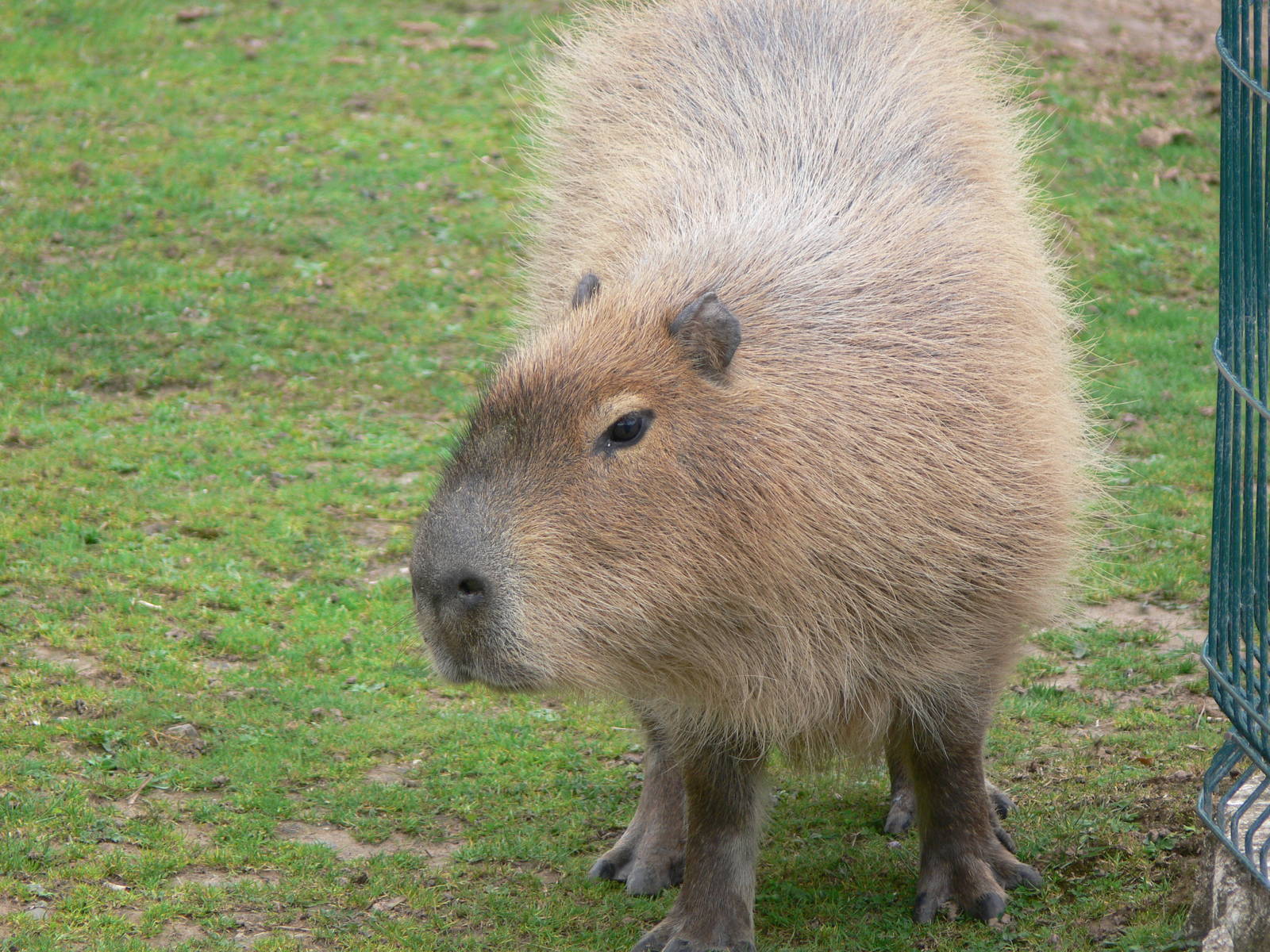 Capybara at Blackpool Zoo, 16/08/14