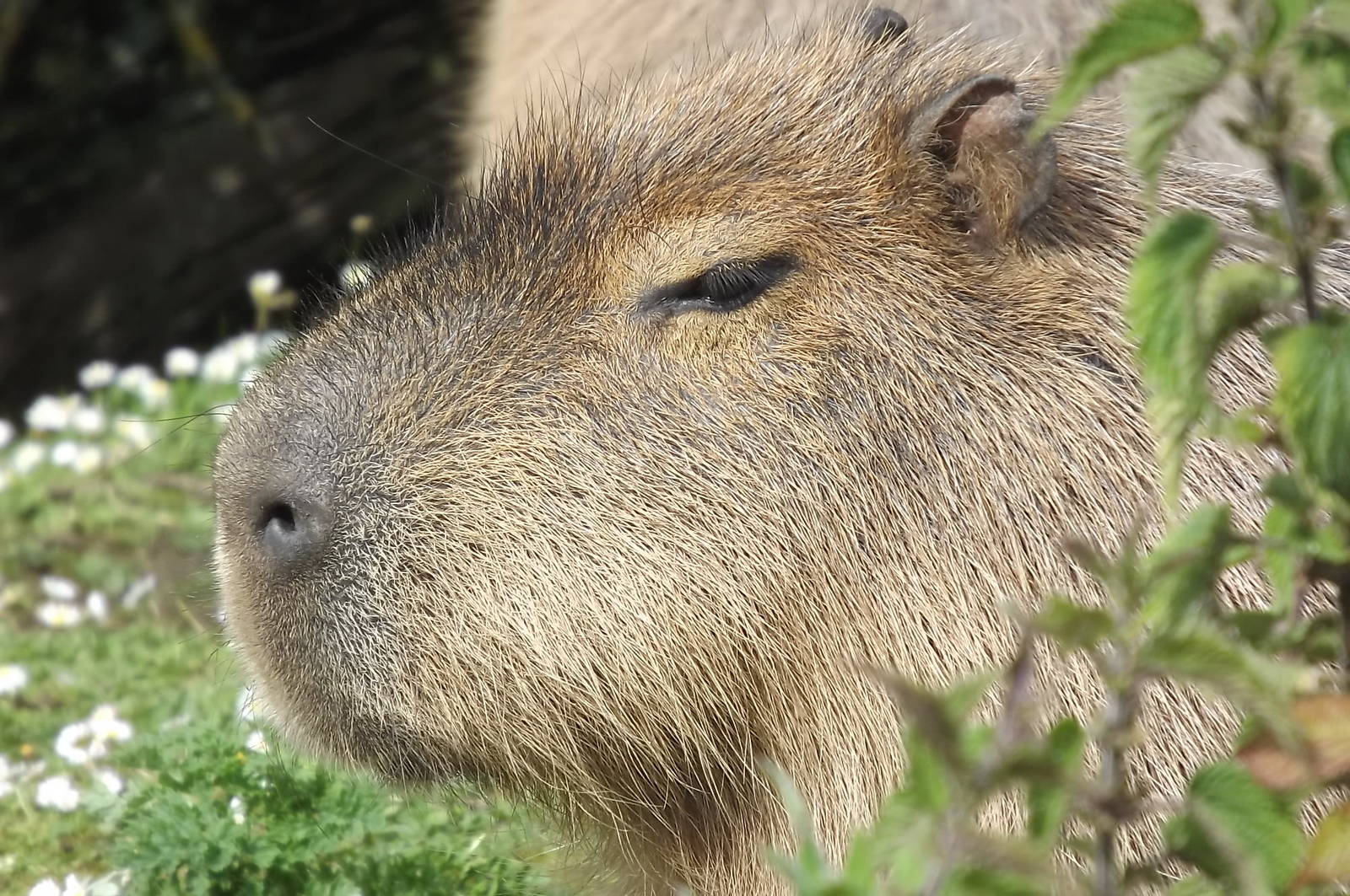 Capybara at Blackpool Zoo 17/06/12