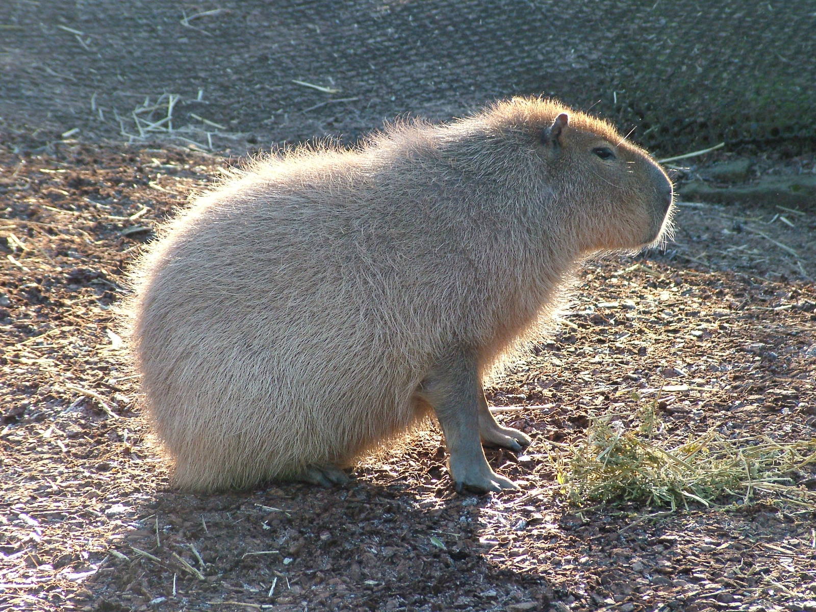 Capybara at Bristol 19/12/09