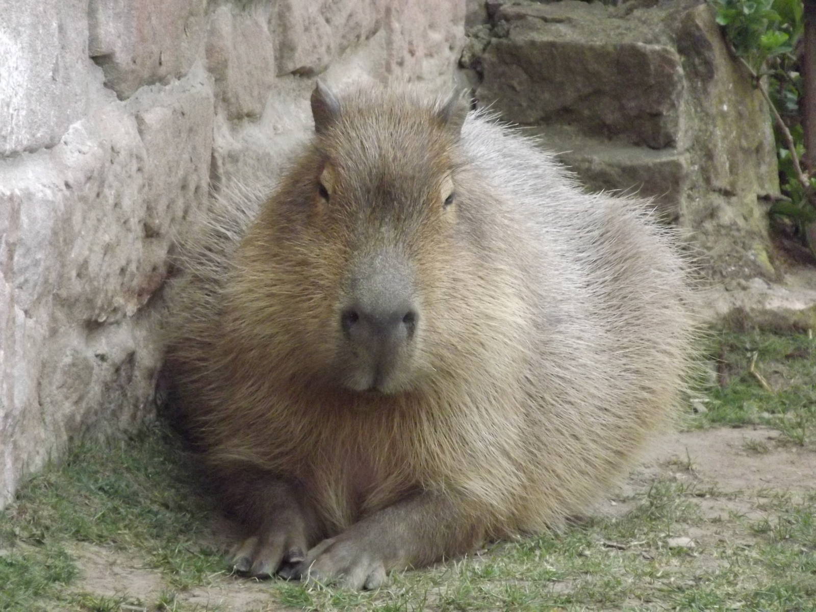 Capybara at Chester Zoo 31/03/12