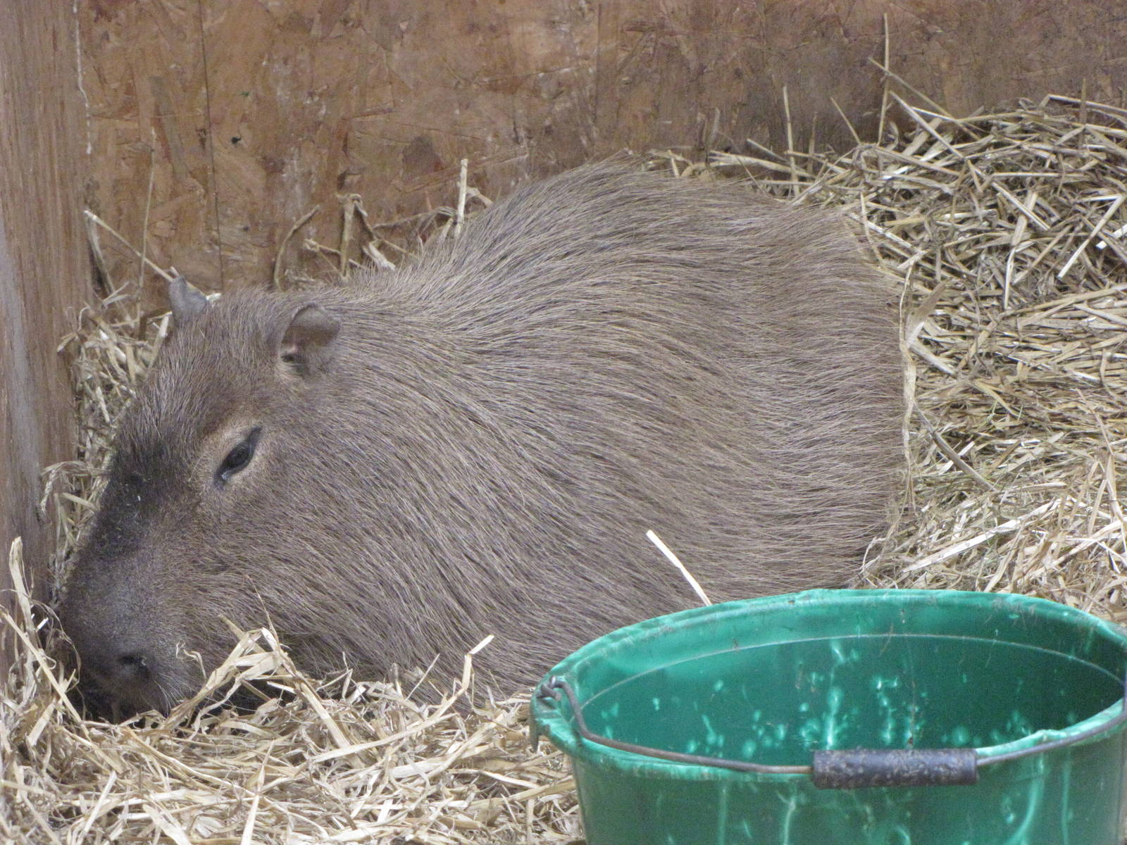 Capybara at Galloway Wildlife Conservation Park